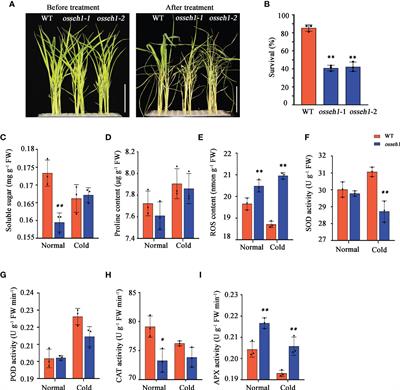 Multi-omics approach reveals the contribution of OsSEH1 to rice cold tolerance